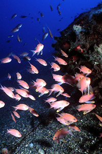 Castagnola rossa (Anthias anthias)