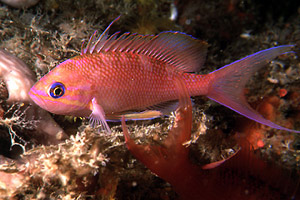 Castagnola rossa (Anthias anthias)