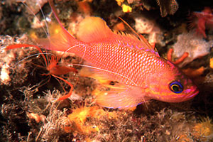 Castagnola rossa (Anthias anthias)