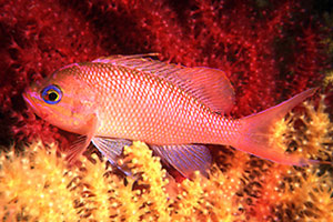 Castagnola rossa (Anthias anthias)