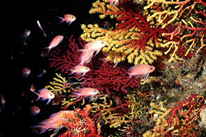 Castagnola rossa (Anthias anthias)