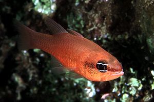 Re di triglie (Apogon imberbis)