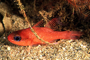 Re di triglie (Apogon imberbis)