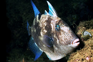 Pesce balestra mediterraneo (Balistes capriscus)