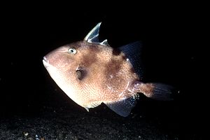 Pesce balestra mediterraneo (Balistes capriscus)