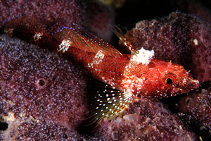 Peperoncino (Tripterygion tripteronotus)