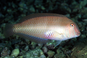 Pesce pettine (Xyrichthys novacula)