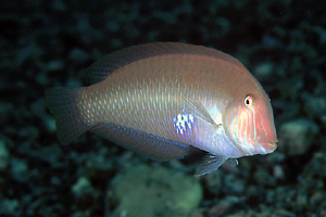 Pesce pettine (Xyrichthys novacula)