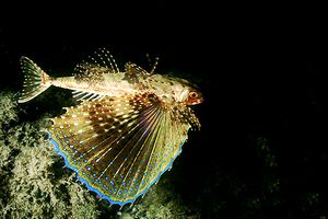 Pesce civetta (Dactylopterus volitans)