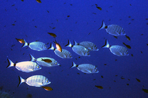 Sarago pizzuto (Diplodus puntazzo)