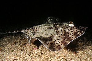 Razza (Raja montagui)