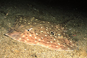 Razza Polistimma (Raja polystigma)