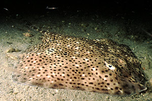 Razza (Raja montagui)