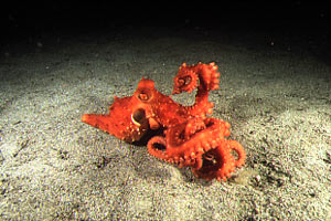 Polpessa (Octopus macropus)