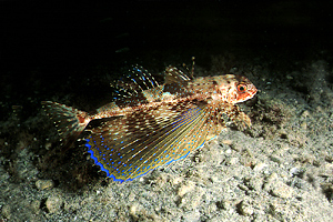 Pesce civetta (Dactylopterus volitans)