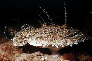 Rana pescatrice (Lophius piscatorius)