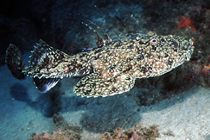 Rana pescatrice (Lophius piscatorius)