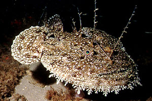 Rana pescatrice (Lophius piscatorius)