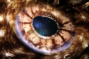 Rana pescatrice (Lophius piscatorius)