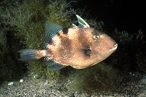 Pesce balestra mediterraneo (Balistes capriscus)
