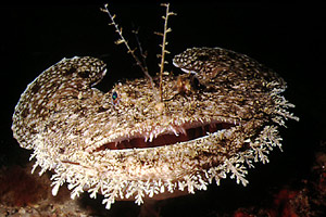 Rana pescatrice (Lophius piscatorius)