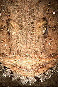 Rana pescatrice (Lophius budegassa)