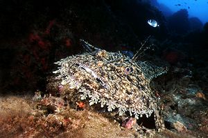 Rana pescatrice (Lophius piscatorius)