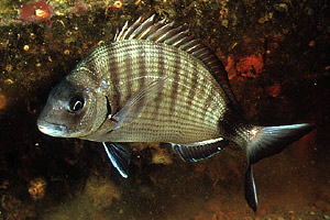 Sarago maggiore (Diplodus sargus sargus)