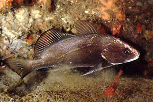 Corvina (Sciaena umbra)