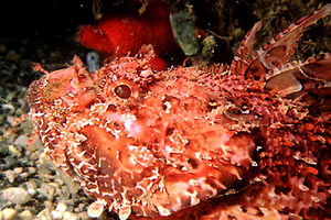 Scorfano rosso (Scorpaena scrofa)