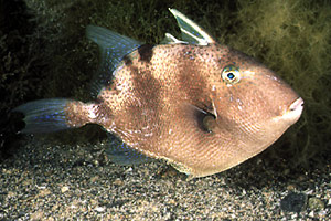 Pesce balestra mediterraneo (Balistes capriscus)
