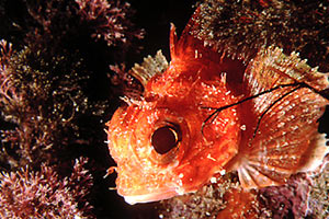 Scorfanotto (Scorpaena notata)