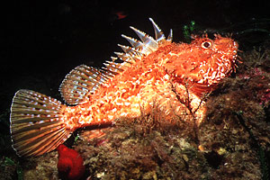 Scorfano rosso (Scorpaena scrofa)