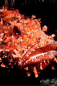 Scorfano rosso (Scorpaena scrofa)