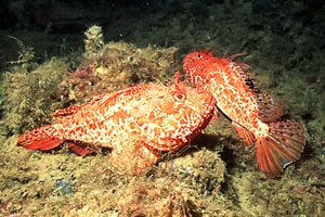 Scorfano rosso (Scorpaena scrofa)