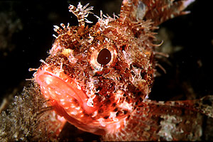 Scorfanotto (Scorpaena notata)