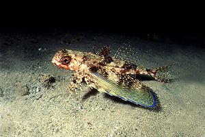 Pesce civetta (Dactylopterus volitans)