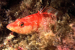 Sciarrano (Serranus scriba)