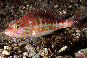 Perchia (Serranus cabrilla)