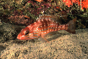 Perchia (Serranus cabrilla)