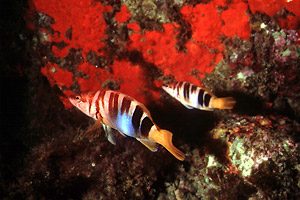 Sciarrano (Serranus scriba)