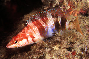 Sciarrano (Serranus scriba)