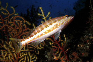 Perchia (Serranus cabrilla)