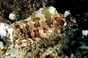 Bavosa ruggine (Parablennius gattorugine)