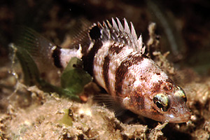 Sacchetto (Serranus hepatus)