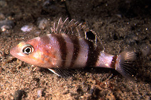 Sacchetto (Serranus hepatus)