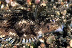 Sogliola pelosa (Monochirus hispidus)