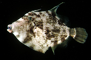 Monacantide (Stephanolepsis diaspros)