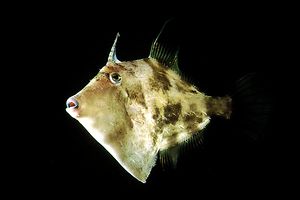 Monacantide (Stephanolepsis diaspros)