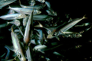 Sugherello (Trachurus trachurus)